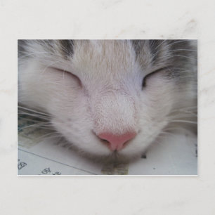 Carte Postale Chat endormi
