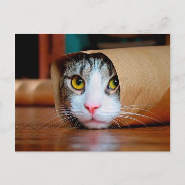 Carte Postale Chat enveloppé dans un papier brun (Devant)