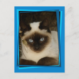 Carte Postale chat espagnol 1