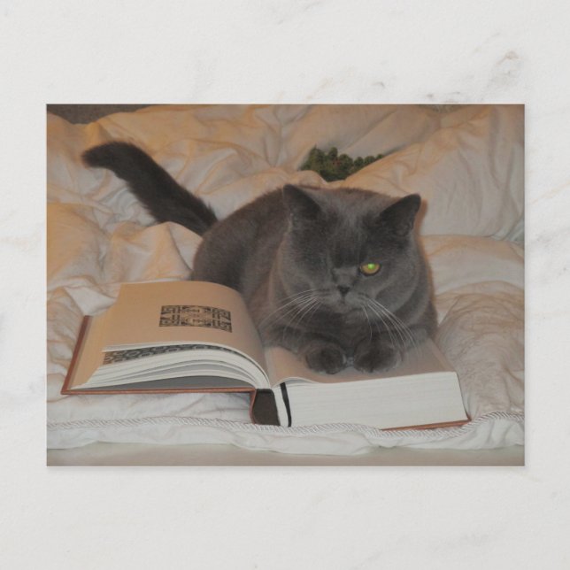 Carte Postale Chat et livre (Devant)