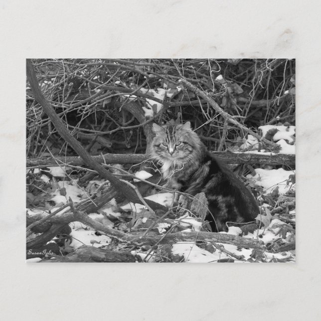 Carte postale Chat Feral Forest (Devant)