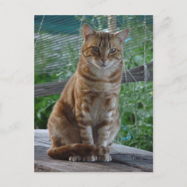 Carte Postale chat ginger (Devant)