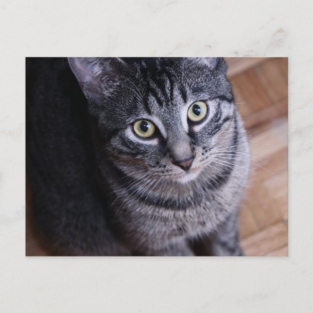 Carte Postale Chat gris adorable (Devant)