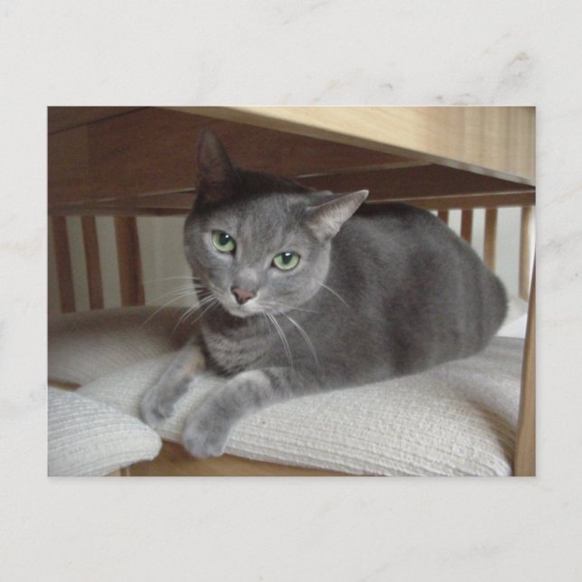 Carte Postale Chat gris/bleu russe (Devant)