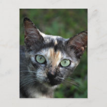 Chat Gris Brun Blanc aux Yeux Verts