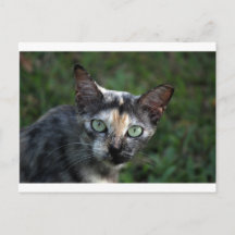 Chat Gris Brun Blanc aux Yeux Verts