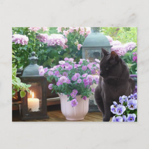 Carte Postale Chat gris dans le jardin