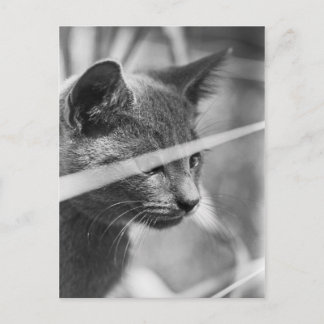 Carte Postale Chat gris dans l'herbe