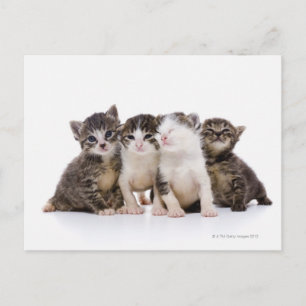 Carte Postale Chat japonais