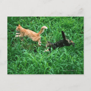 Carte Postale Chat japonais 3