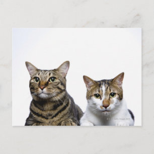 Carte Postale chat japonais et chat manx sur arrière - plan blan