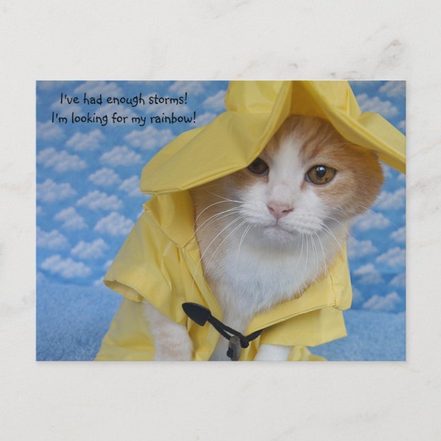 Carte Postale Chat/Kitty en nacelle jaune (Devant)