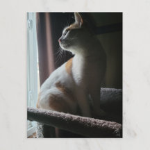 Chat le plus dramatique sur un arbre à chat jamais