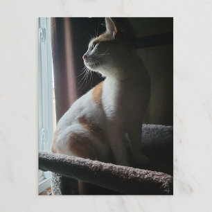 Carte Postale Chat le plus dramatique sur un arbre à chat jamais