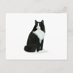 Carte Postale Chat long Haired Tuxedo