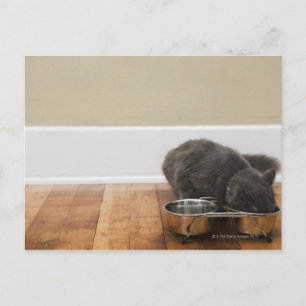 Carte Postale Chat mangeant dans un bol