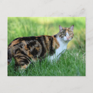 Carte Postale Chat marron et blanc