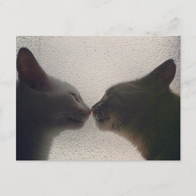 Carte postale chat mignonne (Devant)