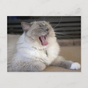 Carte Postale chat Neva Masquerade bâillant
