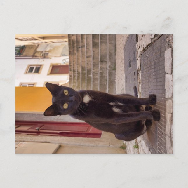 Carte Postale Chat noir (Devant)
