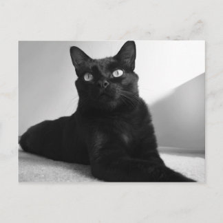 Carte Postale chat noir