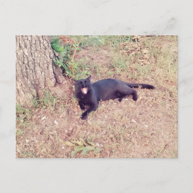 Carte postale Chat noir (Devant)