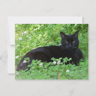 Carte Postale Chat noir couché en Amoureux de les chats de trèfl