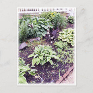 Carte Postale Chat noir et blanc