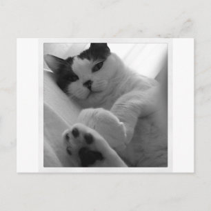 Carte Postale Chat noir et blanc