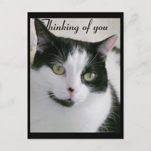 Carte Postale Chat noir et blanc qui pense à vous