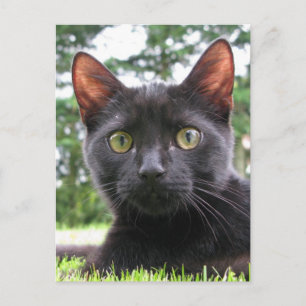 Carte Postale Chat noir Lucky