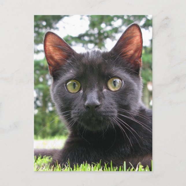 Carte Postale Chat noir Lucky (Devant)