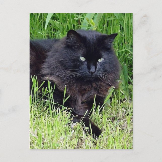 Carte Postale Chat noir moelleux cheveux longs félin regal fier (Devant)