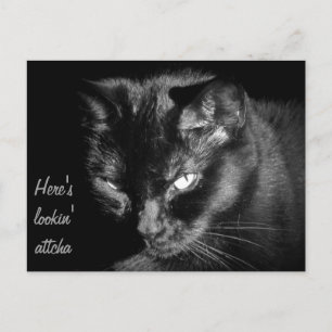 Carte Postale Chat Noir Vous Regardant