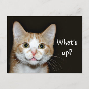 Carte Postale Chat Nosy