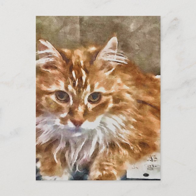 Carte postale Chat orange (Devant)