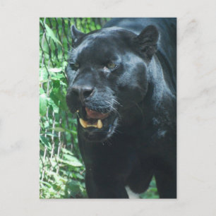 Carte postale Chat Panther Noir