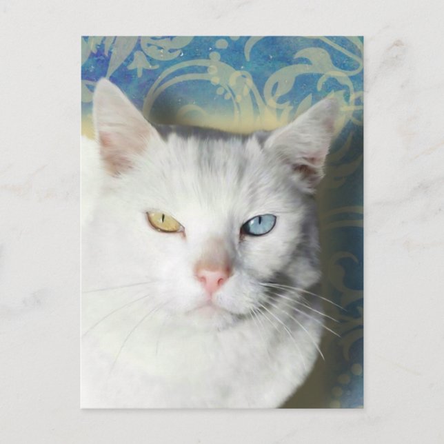Carte Postale Chat - Patrick le Chat Blanc (Devant)