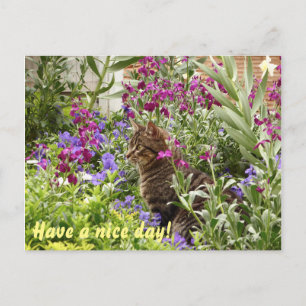 Carte Postale Chat perplexe !