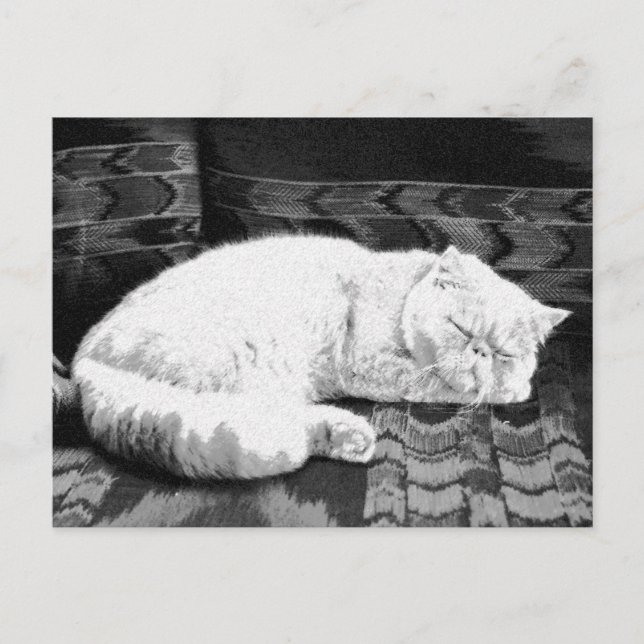 Carte Postale Chat persan blanc endormi (Devant)