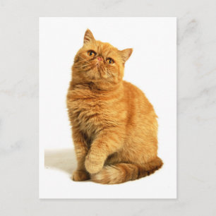 Carte Postale Chat perse