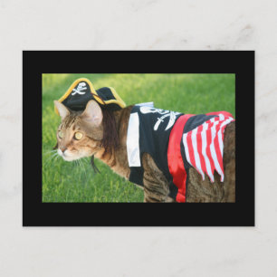 Carte Postale Chat pirate
