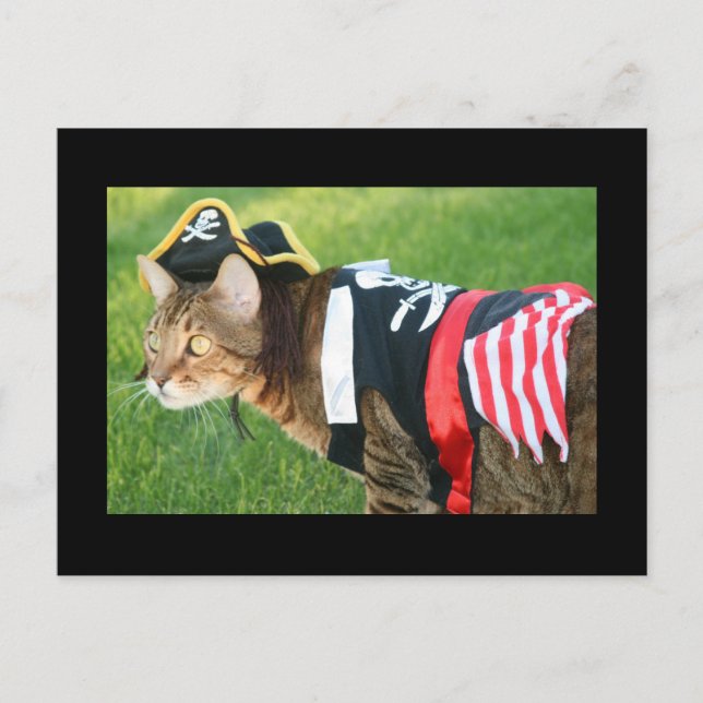 Carte Postale Chat pirate (Devant)