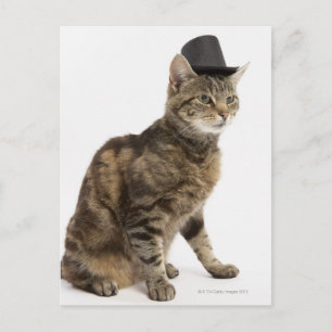 Carte Postale Chat portant chapeau