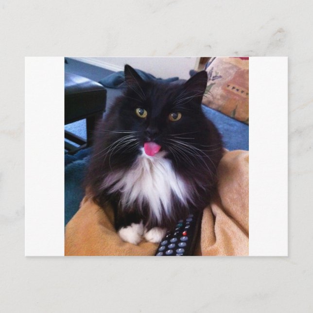 Carte Postale Chat qui sort la langue (Devant)