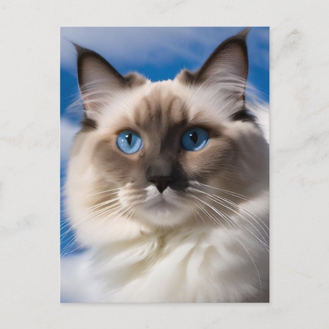 Carte postale Chat Ragdoll (Devant)