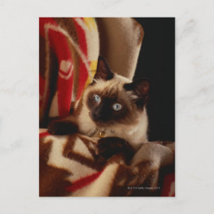 Carte Postale Chat regarder à travers la courtepointe