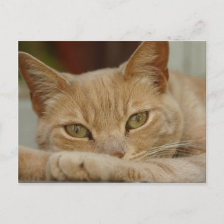 Carte Postale Chat relaxant.