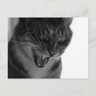 Carte Postale Chat riant