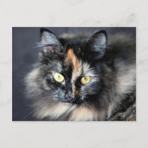 Carte Postale Chat sibérien